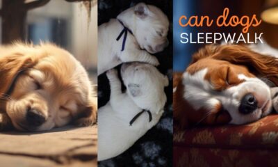 can dogs sleepwalk