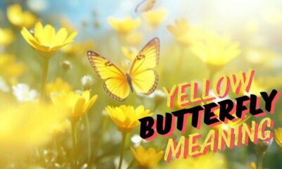 yellow butterfly meaning