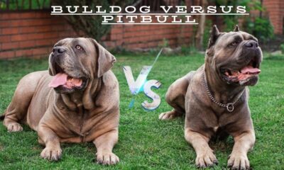 bulldog versus pitbull