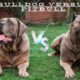 bulldog versus pitbull