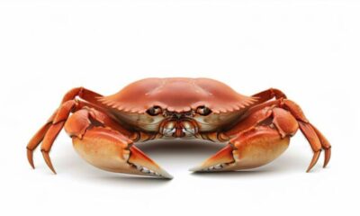 Crab Organ Crossword Clue